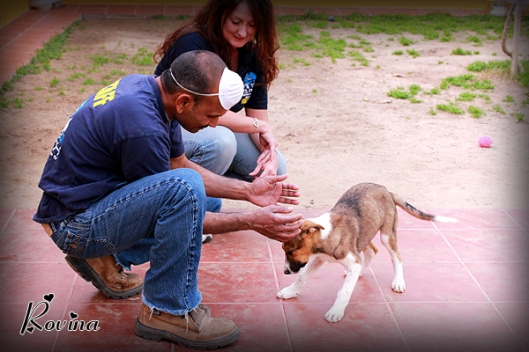 Volunteers Interacting With Small Dogs