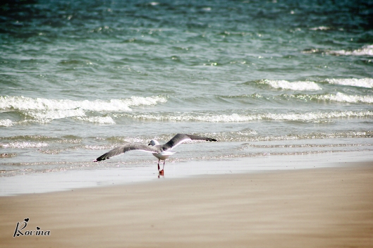 Seagull On Shore