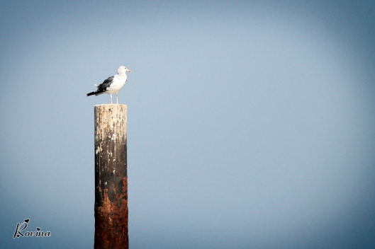 Seagull On A Pole