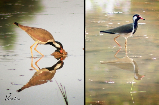 Birds in Goa - Red Wattled Lapwing