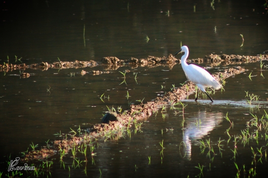 Birds in Goa - Little Egret