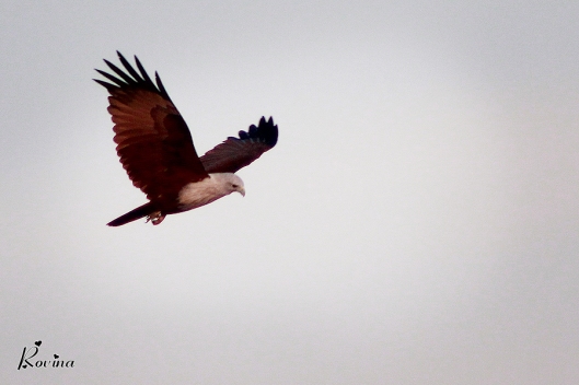 Birds In Flight - Brahminy Kite