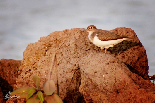 Birds in Goa