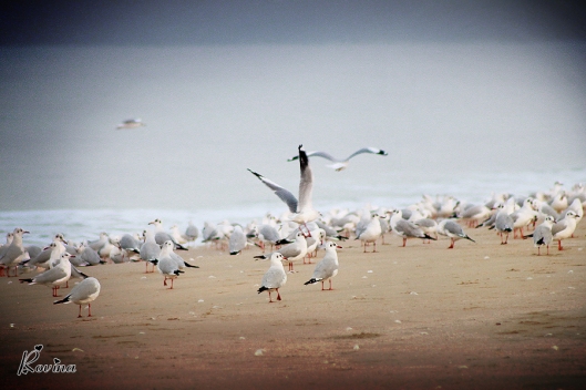 Birds in Goa