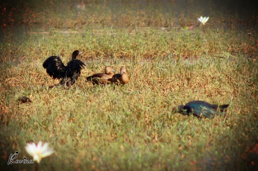Birds in Goa - Cormorant with Lesser Whistling Ducks
