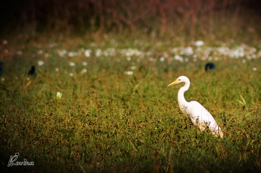Birds in Goa - Great Egret
