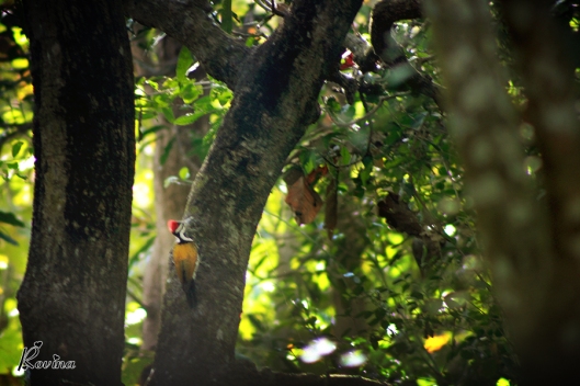 Birds in Goa - Pileated Woodpecker