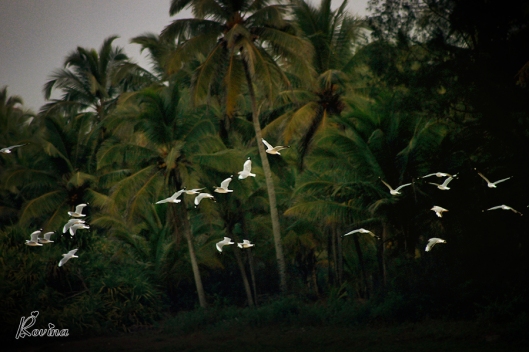 Birds In Flight - Seagulls