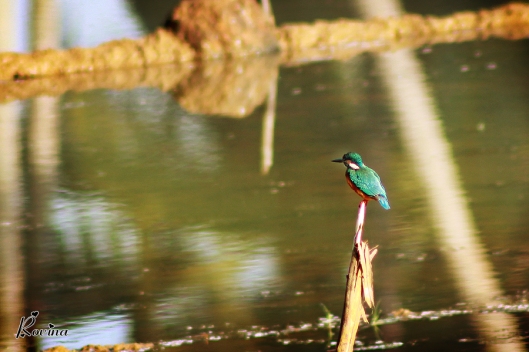 Birds in Goa - Common Kingfisher