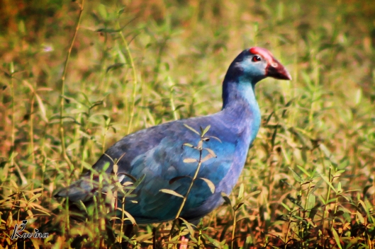 Birds in Goa - Purple Moorhen