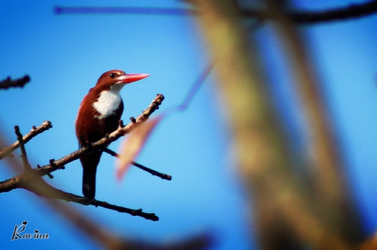 Birds in Goa - White-Throated Kingfisher