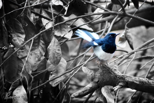 Birds in Goa - Magpie Robin
