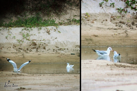 Birds in Goa - Seagulls